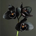 ارکیده سیاه